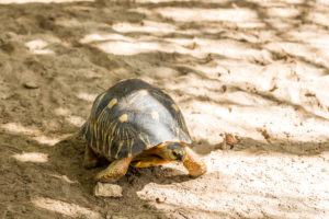 Strahlenschildkröte (Astrochelys radiata), Sakalava Strand, Oronjia Nationalpark, Antsiranana, Diego Suarez, Madagaskar, Afrika, Indischer Ozean Strahlenschildkröte (Astrochelys radiata), Sakalava Strand, Oronjia Nationalpark, Antsiranana, Diego Suarez, Madagaskar, Afrika, Indischer Ozean